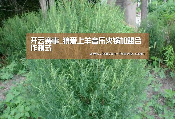 开云赛事_狼爱上羊音乐火锅加盟合作模式(图3) 开云赛事